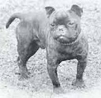 french bulldog history