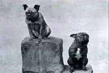 french bulldog history