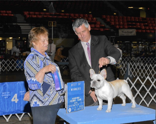 Best of Winners French Bulldog