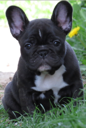 french bulldog puppy