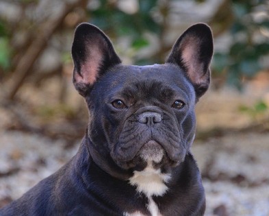 french bulldog female