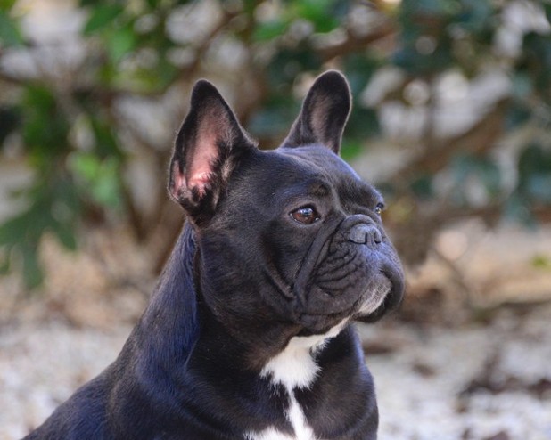 Dottie Female French Bulldog - Female Frenchies Texas - ship to California  and Florida