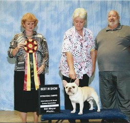 Best in Show French bulldog