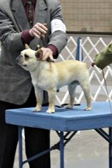 french bulldog in louisiana