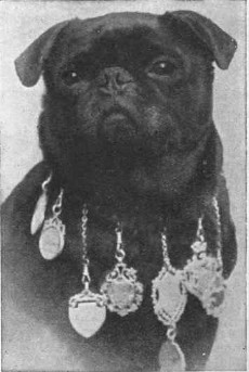 lady brassey pug