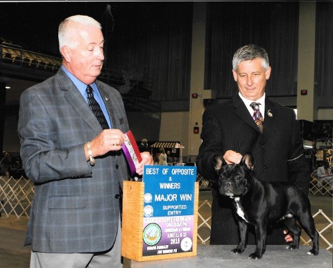 Bandog's Dottie AKC Winners Bitch