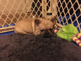 fawn french bulldog puppy