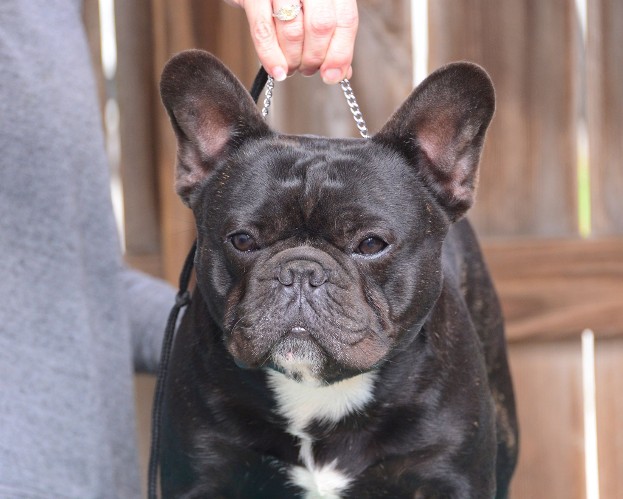 DESI FRENCH BULLDOG MALE