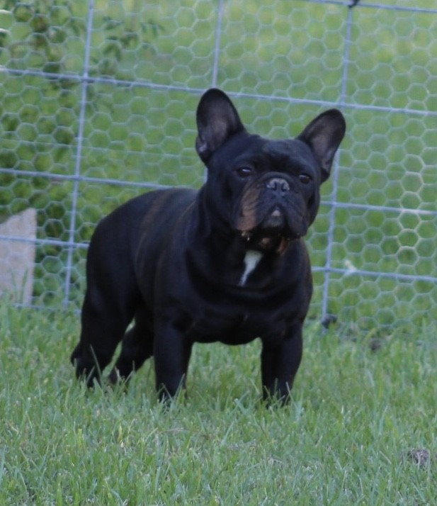 male french bulldog texas