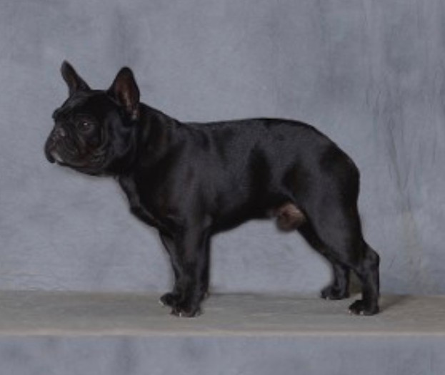 french bulldog male