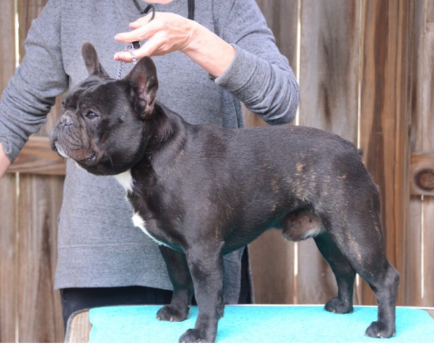 desi french bulldog male