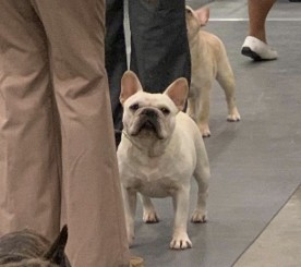 Versace cream frenchie female 