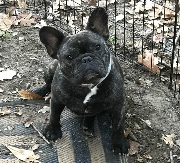 french bulldog female florida