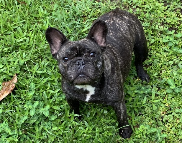 Brindle female sales french bulldog