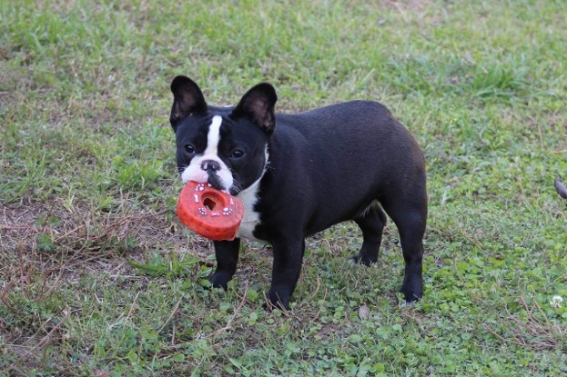 Ping french bulldog female