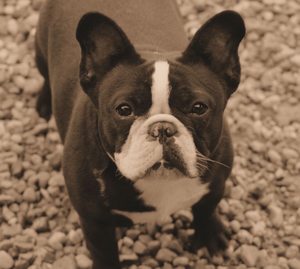 Ping french bulldog female 