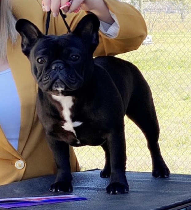 Treasure french bulldog female 