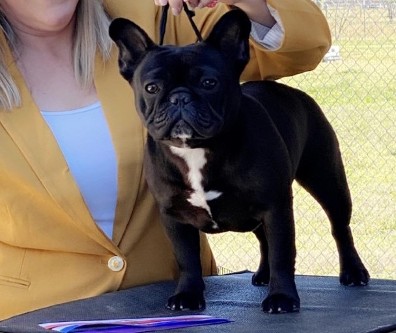 Treasure french bulldog female