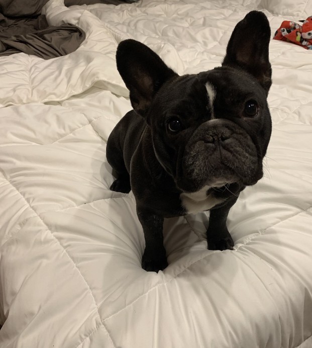 honey french bulldog female