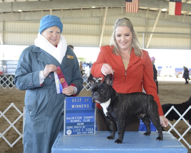 french bulldog male