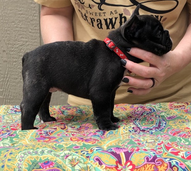 male french bulldog