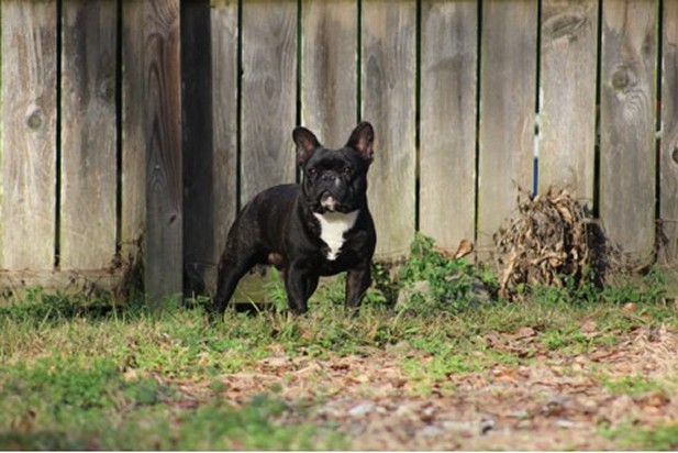 french bulldog male