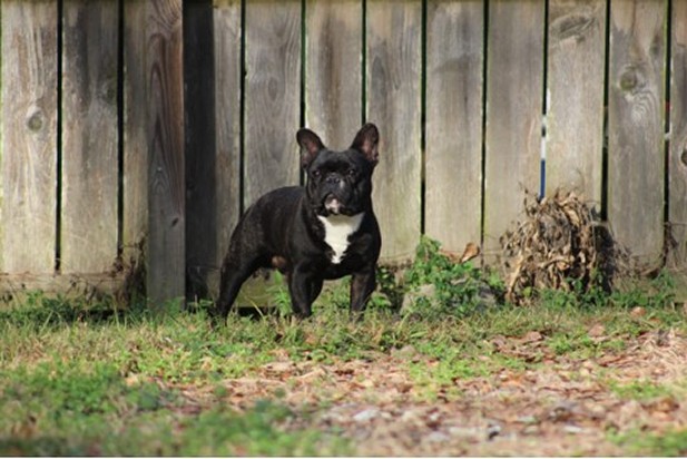 french bulldog male