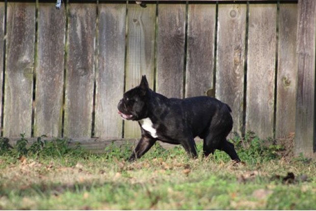 male french bulldog