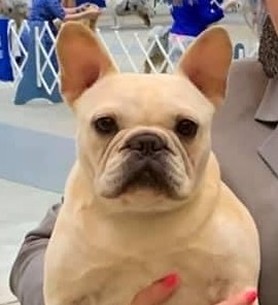 cream female frenchie