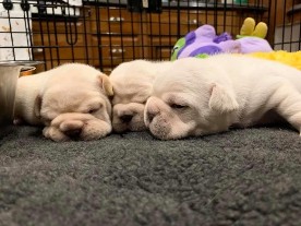 frenchie litter