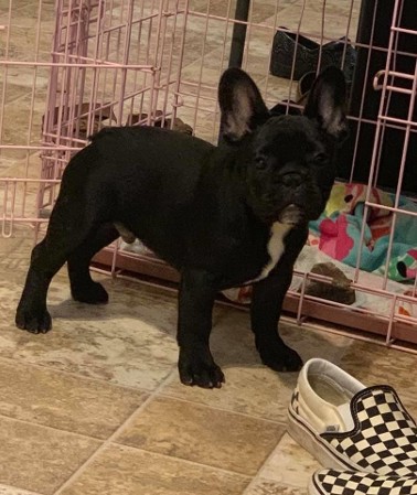 french bulldog brindle puppy