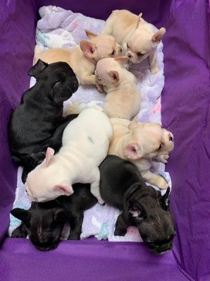 bundle of french bulldog puppies
