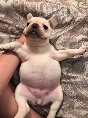 cute french bulldog female puppy