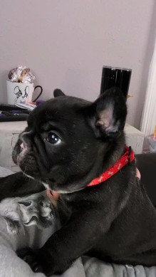 brindle female french bulldog puppy