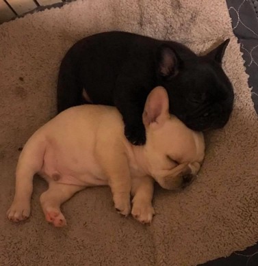 cream and brindle french bulldog puppy