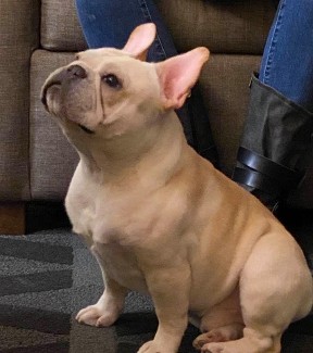 Beckham french bulldog male 