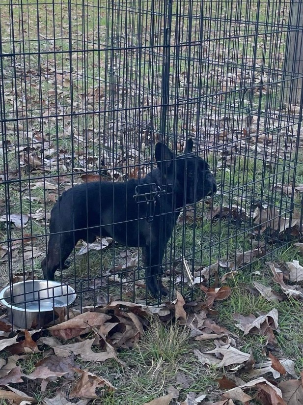 french bulldog male stud texas