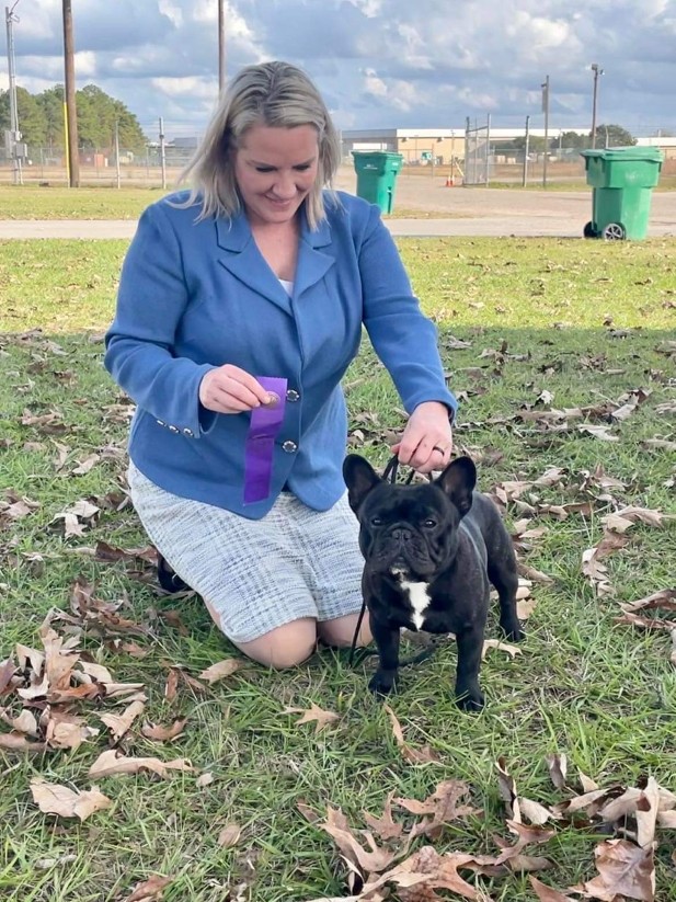 french bulldog male for stud