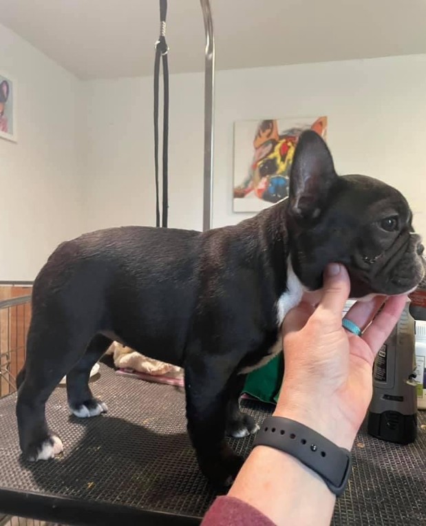 french bulldog florida