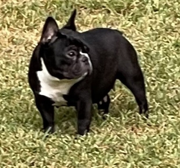 french bulldog california