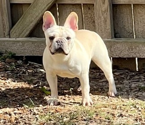 jubilee french bulldog california