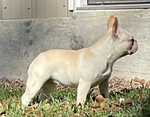 french bulldog florida