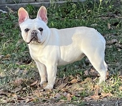 frenchie female florida