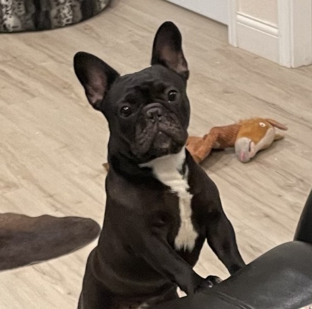 french bulldog female