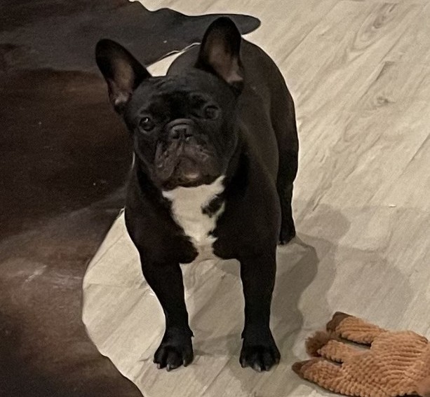 female french bulldog