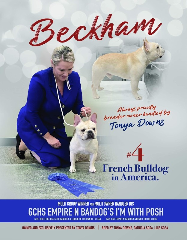 French Bulldog Breeder Texas - French Bulldog Male Texas - Male