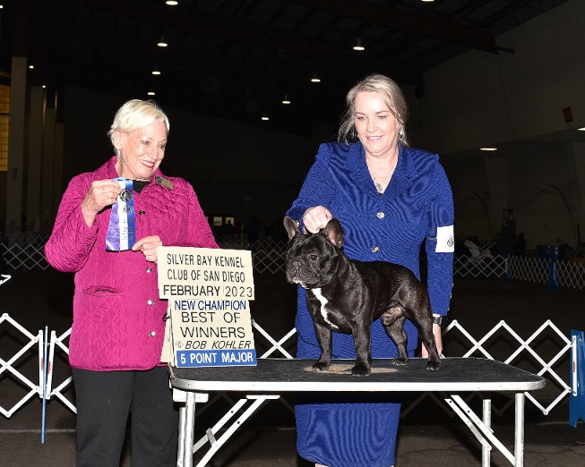 Champion french bulldog 